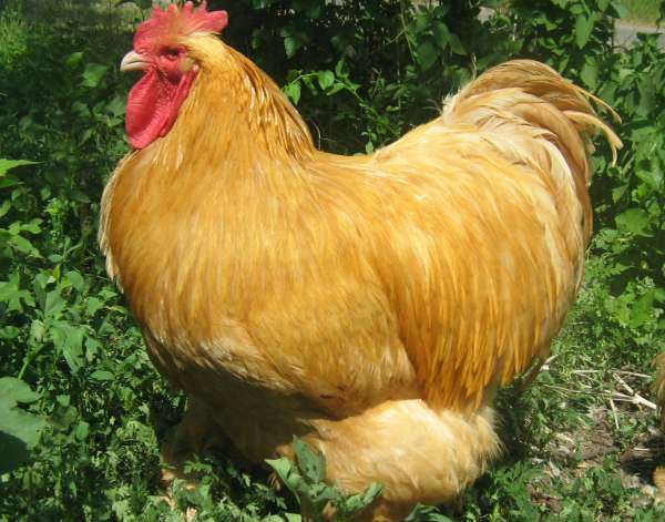  Kochinquin Huhn