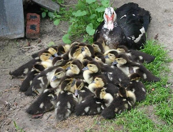  Muscovy Entenküken