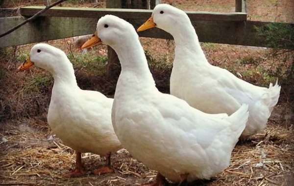  Canards de Pékin dans la cour