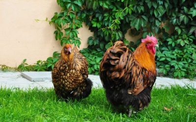  coq et poule orpington sur l'herbe