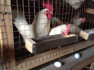  Poulets Livourne en cage et oeufs