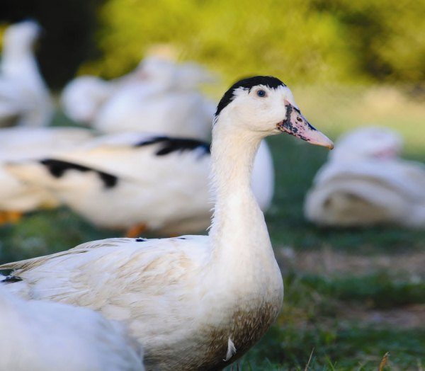  mulard hybride de race de canard