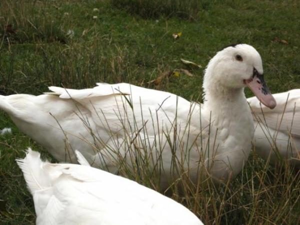  Mulard de race de canard blanc