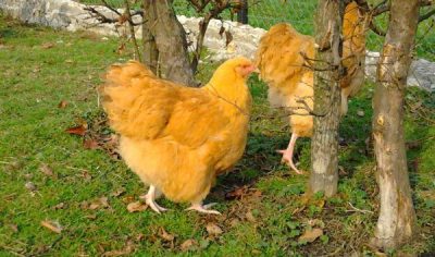  poules orpington jaunes