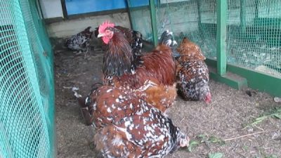  les poulets de race orpington mangent