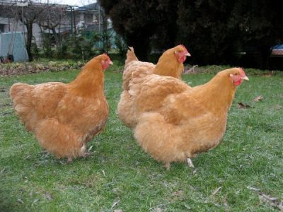  poules jaune orpington