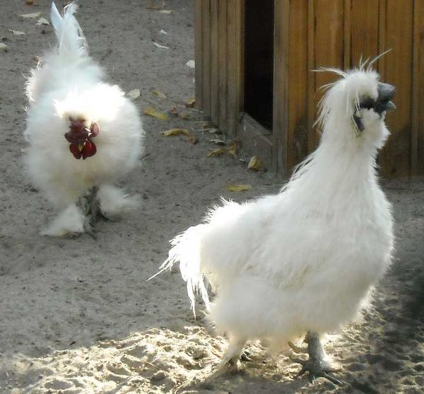  Chinesisches Seidenhuhn