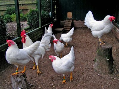  Weiße Leggornhennen im Zaun