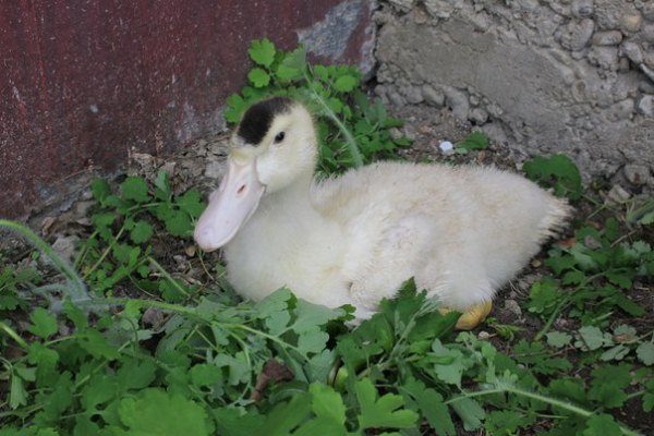  Mulard de race de canard couché sur l'herbe