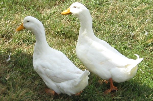  Canard de Pékin