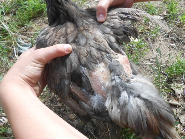  Puffy mangeurs chez une poule