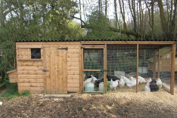  poulailler en bois avec un enclos