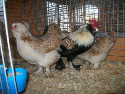  Huhn und Hahn Feuerball