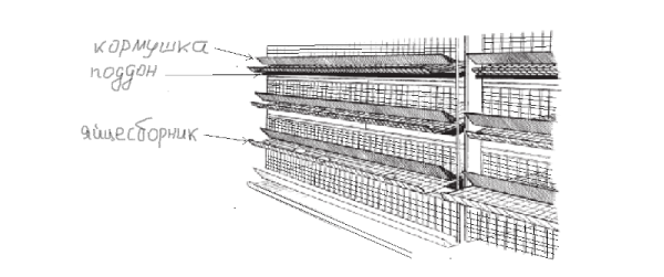  disposition des cellules dans les racks de poulailler