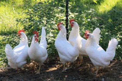  Poulets blancs Livourne derrière le filet