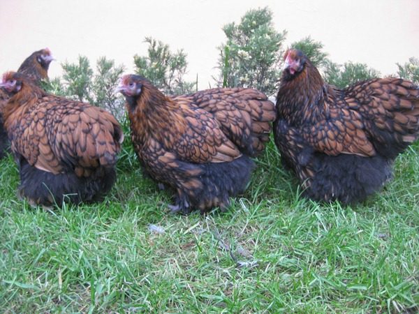  poules à crête noire