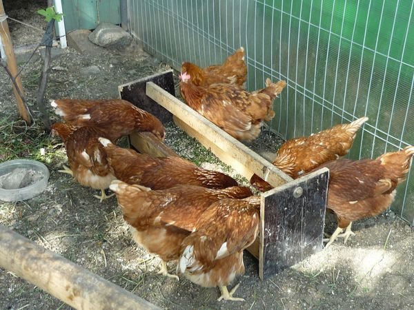  nourrir les poulets