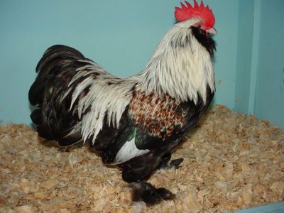  Photo de la boule de feu du coq