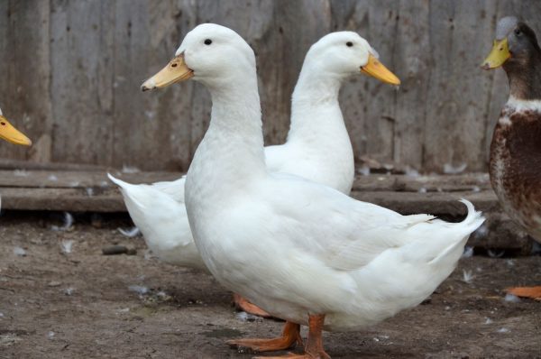  Canards de Pékin Blancs