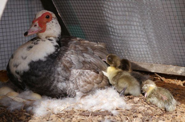  Muscovy-Ente, die auf Eiern sitzt