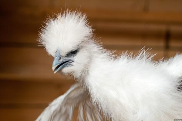  Solche Flusen werden sehr geschätzt