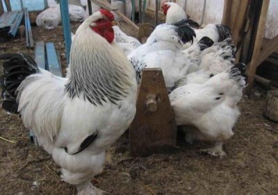  les poulets légers mangent Brahma