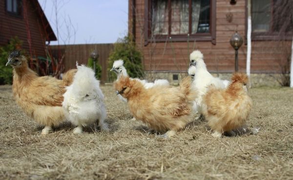  variétés de poulets chinois