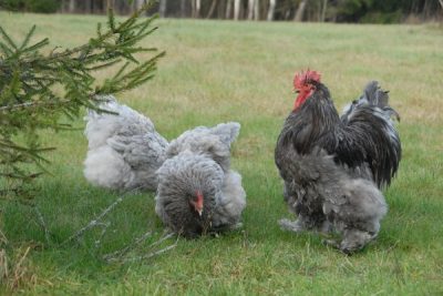  Partridge Kokhinkhin Hens