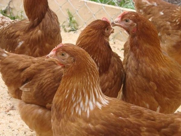  garder les poules dans le ménage