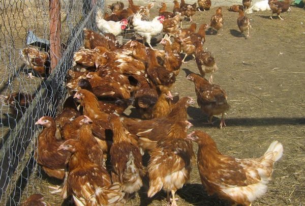  garder les poulets dans la volière