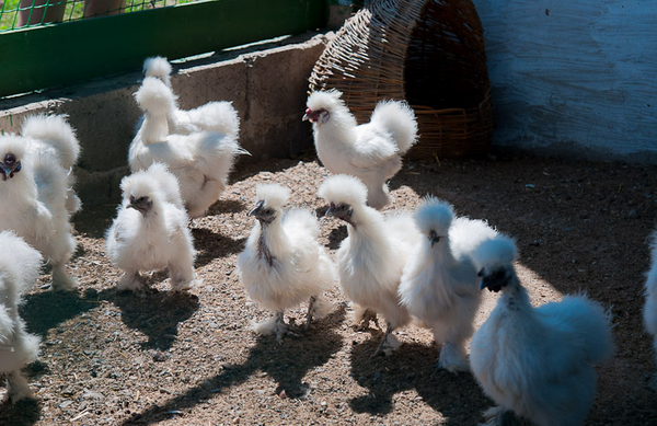  poulets de soie chinoise