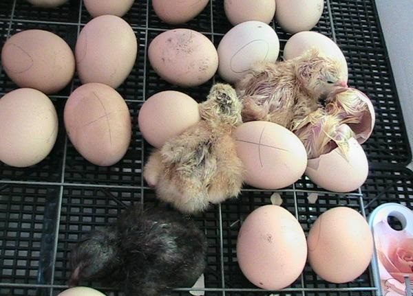  Incubation des poussins dans l'incubateur