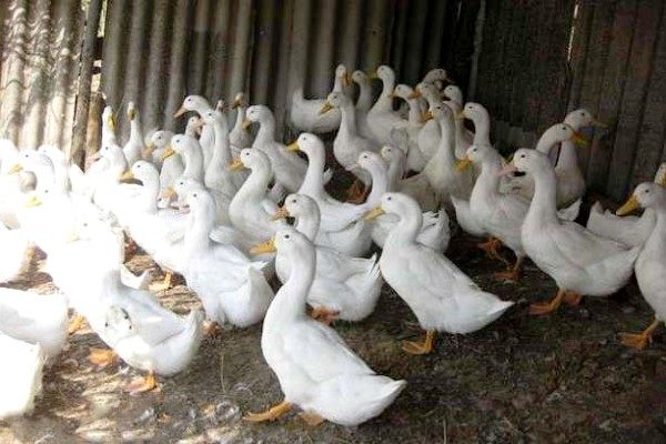  Contenu de canards de chair