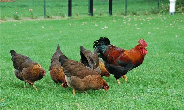  Poulets en fuite