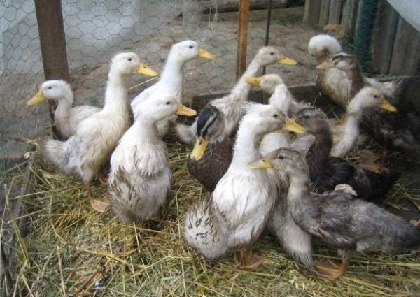  Canards de chair cultivés