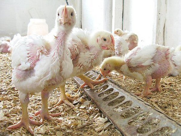  Maladies des poulets de chair