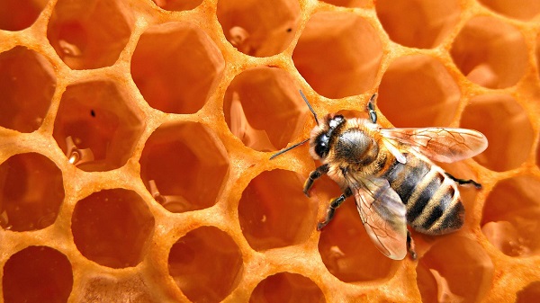  Bienenwachs