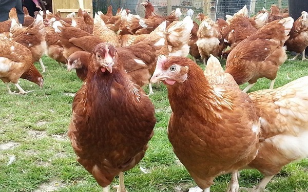  poulets rhodonite