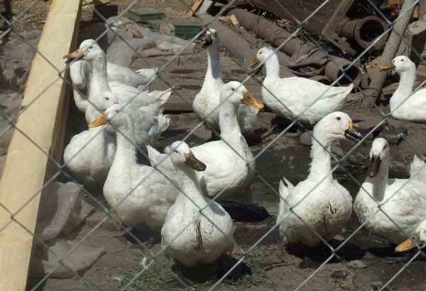  Canards mâles agidel