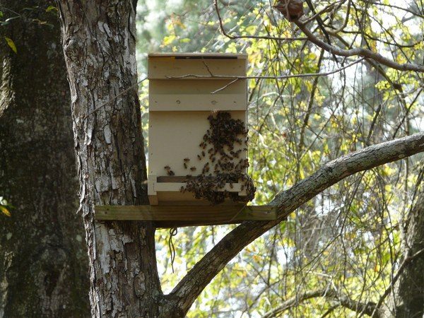  Falle für Bienen mit geflogenen Insekten