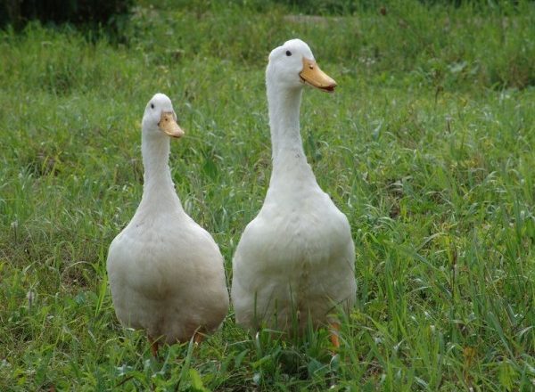  agidel de canard