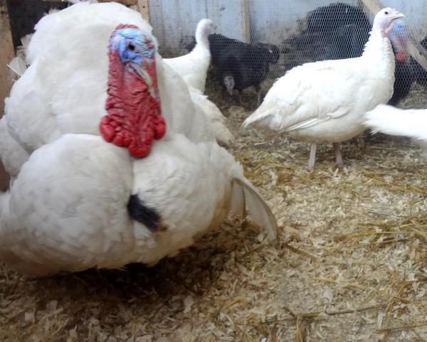  Dindes blanches à poitrine large dans la cour