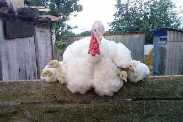  Dinde adulte avec dindonneaux à la ferme