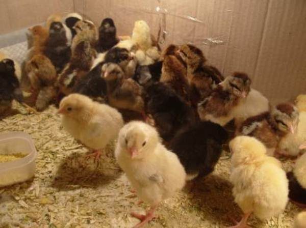  Poulets d'un incubateur dans un carton