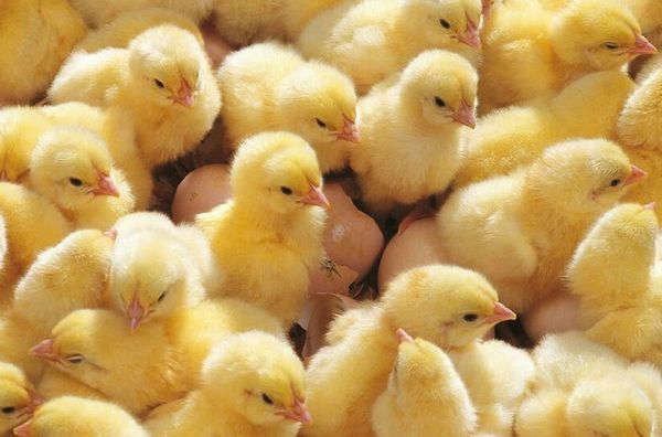  Poussins incubateur