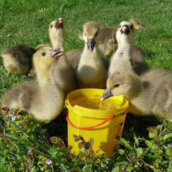  Küken trinken Wasser