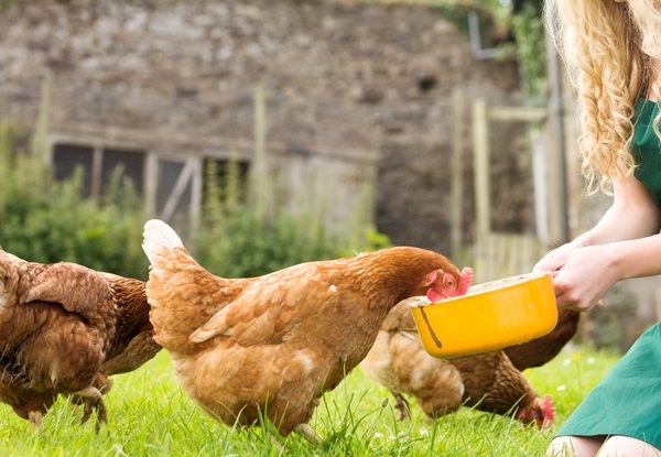  L'organisation de l'alimentation des poules pondeuses