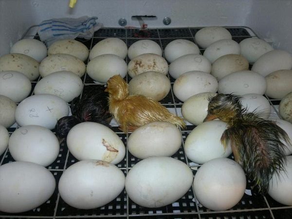  Les premiers poussins dans l'incubateur.