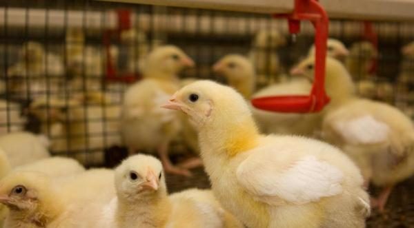  Poulets à griller dans des cages