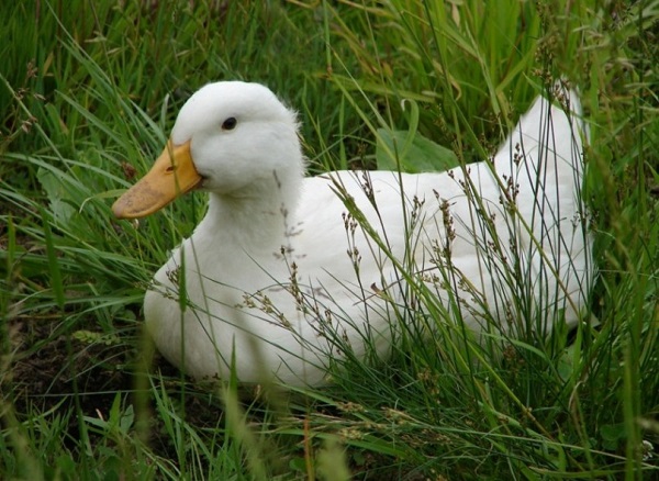  canards de chair